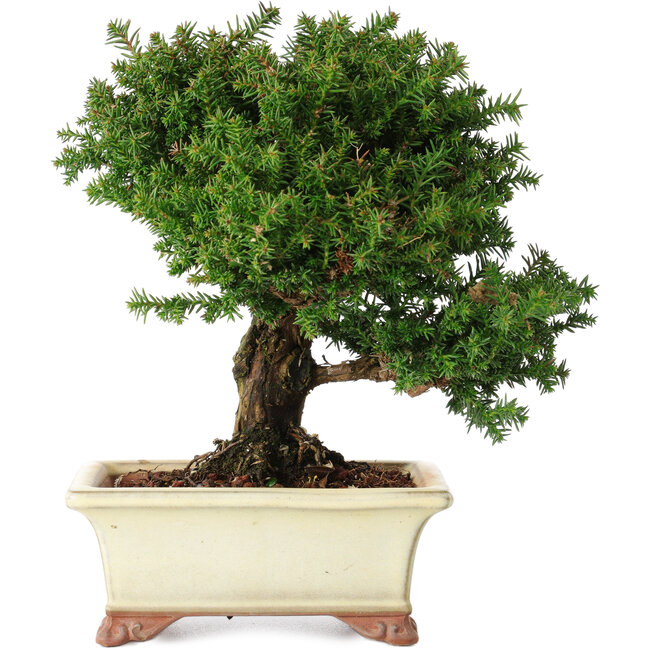 Cryptomeria japonica, 15 cm, ± 20 jaar oud