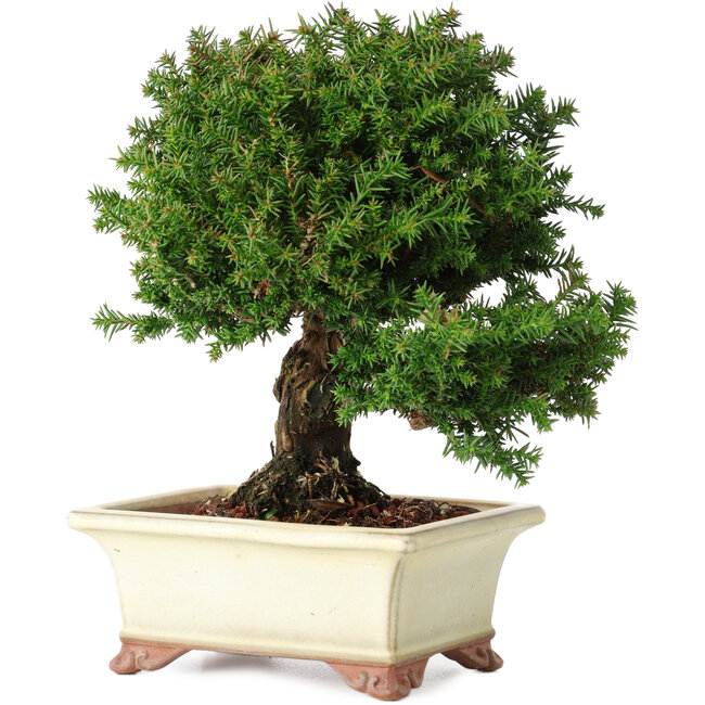 Cryptomeria japonica, 15 cm, ± 20 ans