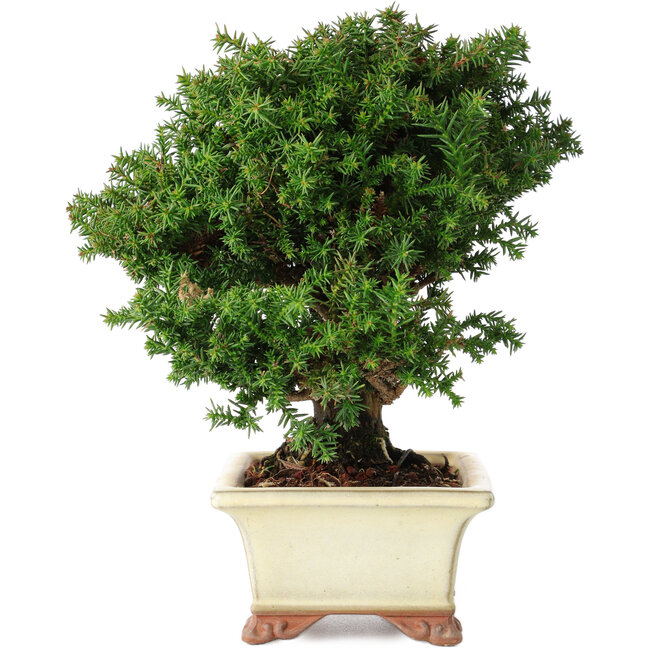 Cryptomeria japonica, 15 cm, ± 20 ans