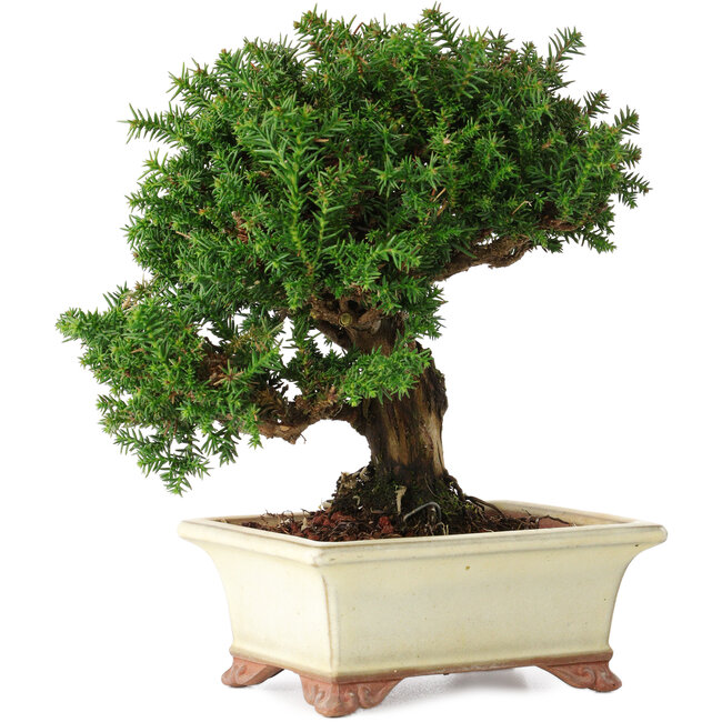 Cryptomeria japonica, 15 cm, ± 20 ans