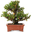 Cryptomeria japonica, 16 cm, ± 20 años