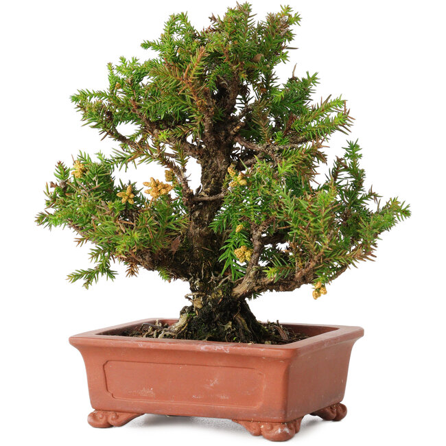 Cryptomeria japonica, 16 cm, ± 20 ans