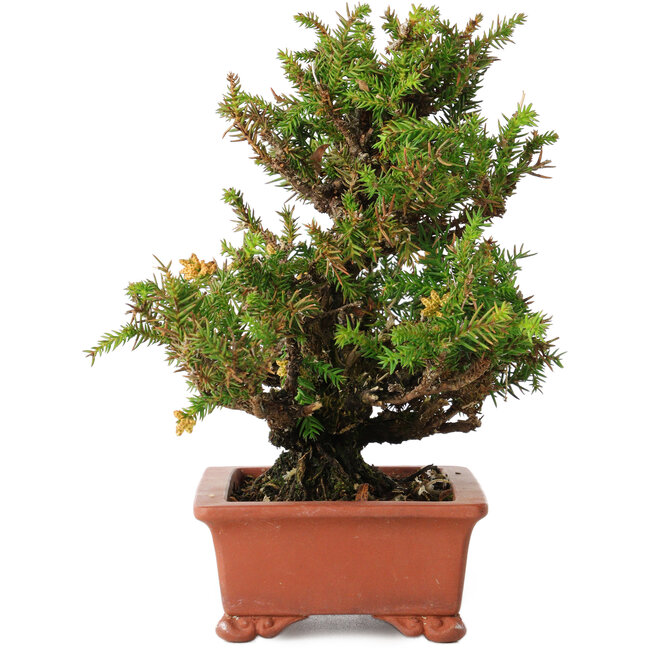 Cryptomeria japonica, 16 cm, ± 20 anni
