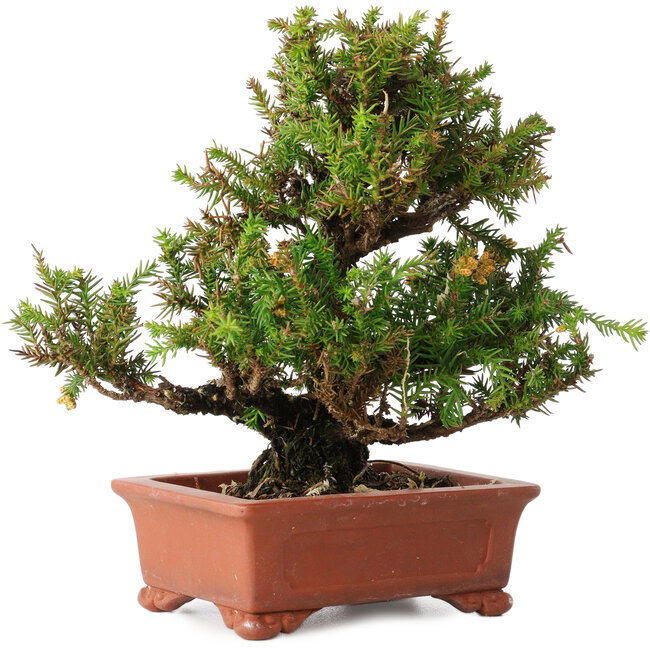 Cryptomeria japonica, 16 cm, ± 20 jaar oud