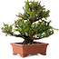 Cryptomeria japonica, 16 cm, ± 20 años