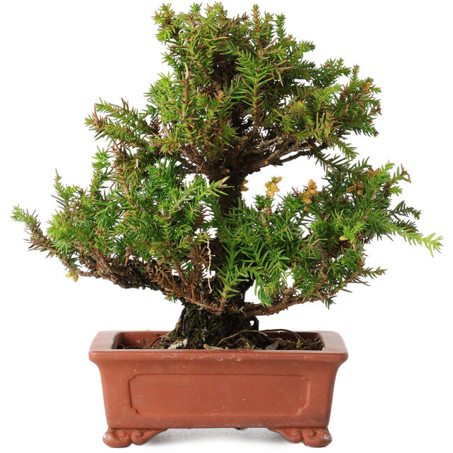Cryptomeria japonica, 16 cm, ± 20 anni
