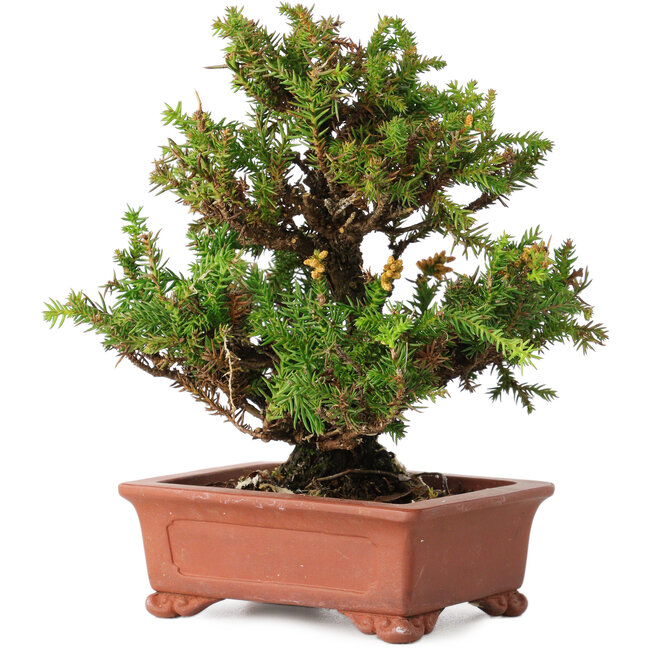 Cryptomeria japonica, 16 cm, ± 20 anni