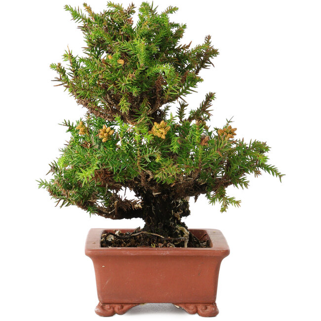 Cryptomeria japonica, 16 cm, ± 20 jaar oud