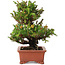 Cryptomeria japonica, 16 cm, ± 20 años