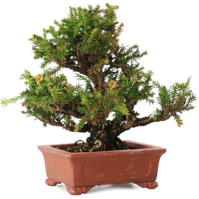 Cryptomeria japonica, 16 cm, ± 20 anni
