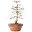Acer palmatum, 35 cm, ± 20 jaar oud, met een nebari van 8 cm
