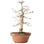 Acer palmatum, 35 cm, ± 20 jaar oud, met een nebari van 8 cm