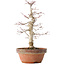 Acer palmatum, 35 cm, ± 20 jaar oud, met een nebari van 8 cm