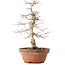 Acer palmatum, 35 cm, ± 20 jaar oud, met een nebari van 8 cm