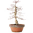 Acer palmatum, 35 cm, ± 20 jaar oud, met een nebari van 8 cm