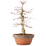 Acer palmatum, 35 cm, ± 20 jaar oud, met een nebari van 8 cm