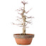 Acer palmatum, 35 cm, ± 20 jaar oud, met een nebari van 8 cm