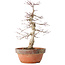 Acer palmatum, 35 cm, ± 20 jaar oud, met een nebari van 8 cm