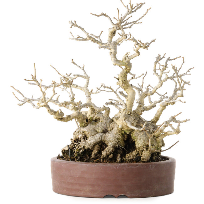 Ilex serrata, 21 cm, ± 20 jaar oud, met een nebari van 13 cm
