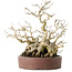 Ilex serrata, 21 cm, ± 20 jaar oud, met een nebari van 13 cm