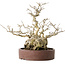 Ilex serrata, 21 cm, ± 20 jaar oud, met een nebari van 13 cm