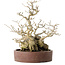 Ilex serrata, 21 cm, ± 20 jaar oud, met een nebari van 13 cm