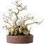 Ilex serrata, 21 cm, ± 20 jaar oud, met een nebari van 13 cm