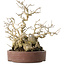 Ilex serrata, 21 cm, ± 20 jaar oud, met een nebari van 13 cm