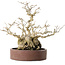 Ilex serrata, 21 cm, ± 20 jaar oud, met een nebari van 13 cm