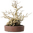 Ilex serrata, 21 cm, ± 20 jaar oud, met een nebari van 13 cm