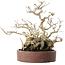 Ilex serrata, 21 cm, ± 20 jaar oud, met een nebari van 13 cm