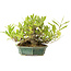 Gardenia jasminoides, 12 cm, ± 20 jaar oud, met een goede beweging en in een handgemaakte Japanse pot