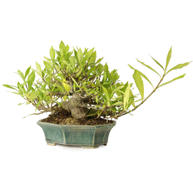 Gardenia jasminoides, 12 cm, ± 20 años, con buen movimiento y en maceta japonesa hecha a mano.