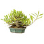 Gardenia jasminoides, 12 cm, ± 20 anni, con un buon movimento e in un vaso giapponese fatto a mano