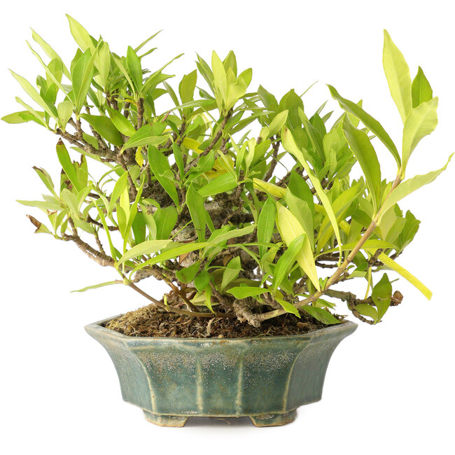 Gardenia jasminoides, 12 cm, ± 20 ans, avec un bon mouvement et dans un pot japonais fait main