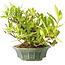 Gardenia jasminoides, 12 cm, ± 20 jaar oud, met een goede beweging en in een handgemaakte Japanse pot
