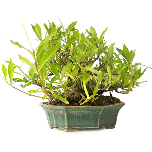 Gardenia jasminoides, 12 cm, ± 20 Jahre alt, mit gutem Gang und in einem handgefertigten japanischen Topf