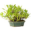 Gardenia jasminoides, 12 cm, ± 20 anni, con un buon movimento e in un vaso giapponese fatto a mano