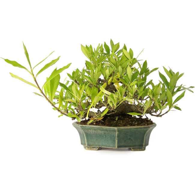 Gardenia jasminoides, 12 cm, ± 20 años, con buen movimiento y en maceta japonesa hecha a mano.