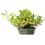 Gardenia jasminoides, 12 cm, ± 20 anni, con un buon movimento e in un vaso giapponese fatto a mano