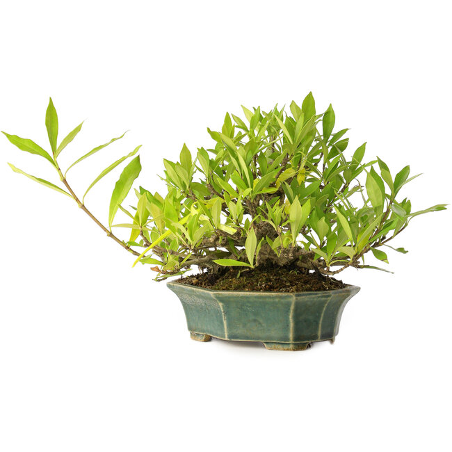 Gardenia jasminoides, 12 cm, ± 20 years old, with a good movement and in a handmade Japanese pot