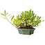 Gardenia jasminoides, 12 cm, ± 20 anni, con un buon movimento e in un vaso giapponese fatto a mano
