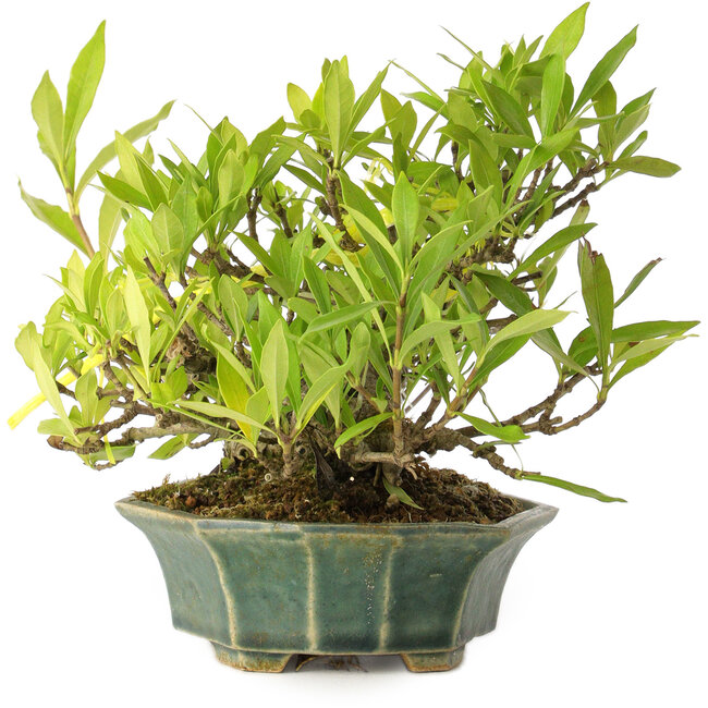 Gardenia jasminoides, 12 cm, ± 20 years old, with a good movement and in a handmade Japanese pot