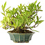 Gardenia jasminoides, 12 cm, ± 20 anni, con un buon movimento e in un vaso giapponese fatto a mano