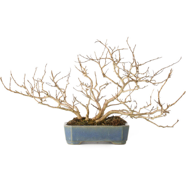 Lagerstroemia indica, 15 cm, ± 10 jaar oud
