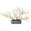 Lagerstroemia indica, 15 cm, ± 10 jaar oud