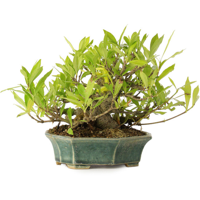 Gardenia jasminoides, 12 cm, ± 20 Jahre alt, mit gutem Gang und in einem handgefertigten japanischen Topf