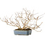 Lagerstroemia indica, 15 cm, ± 10 jaar oud