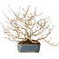 Lagerstroemia indica, 15 cm, ± 10 jaar oud
