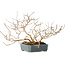 Lagerstroemia indica, 15 cm, ± 10 jaar oud